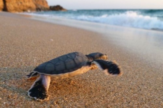 Оазисы, финики и черепахи… Здравствуй, Оман!