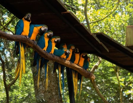 Попугаи Амазонии