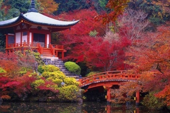 Різнобарв’я Японії: чим вас здивує країна контрастів