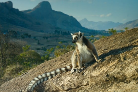 Мультфильм, Кока-Кола и "узбагойся" - а что вы знаете о Мадагаскаре?