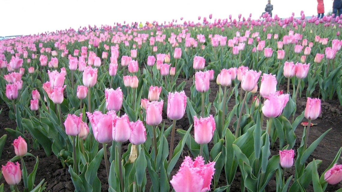 Долина тюльпанов под Черновцами