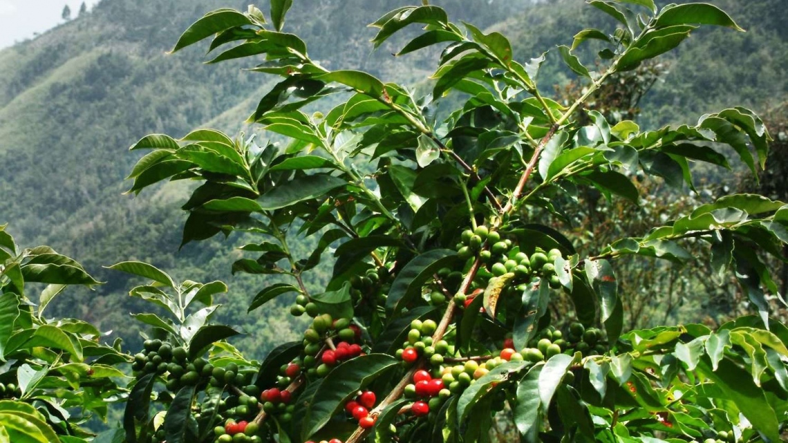 Вкус Доминиканы : Манго, кофе, какао, табак