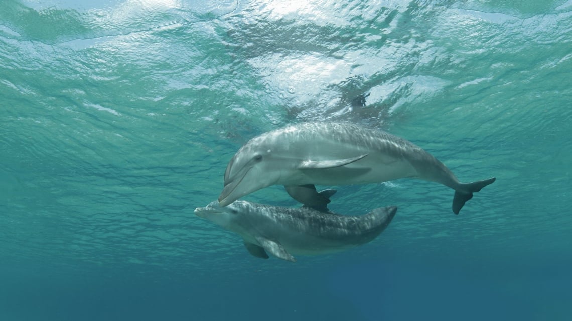 Дельфинарий. Плаванье с дельфином в Пунта Кане