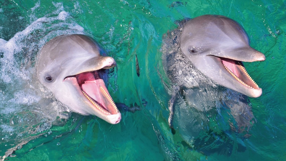 Дельфинарий. Плаванье с дельфином в Пунта Кане