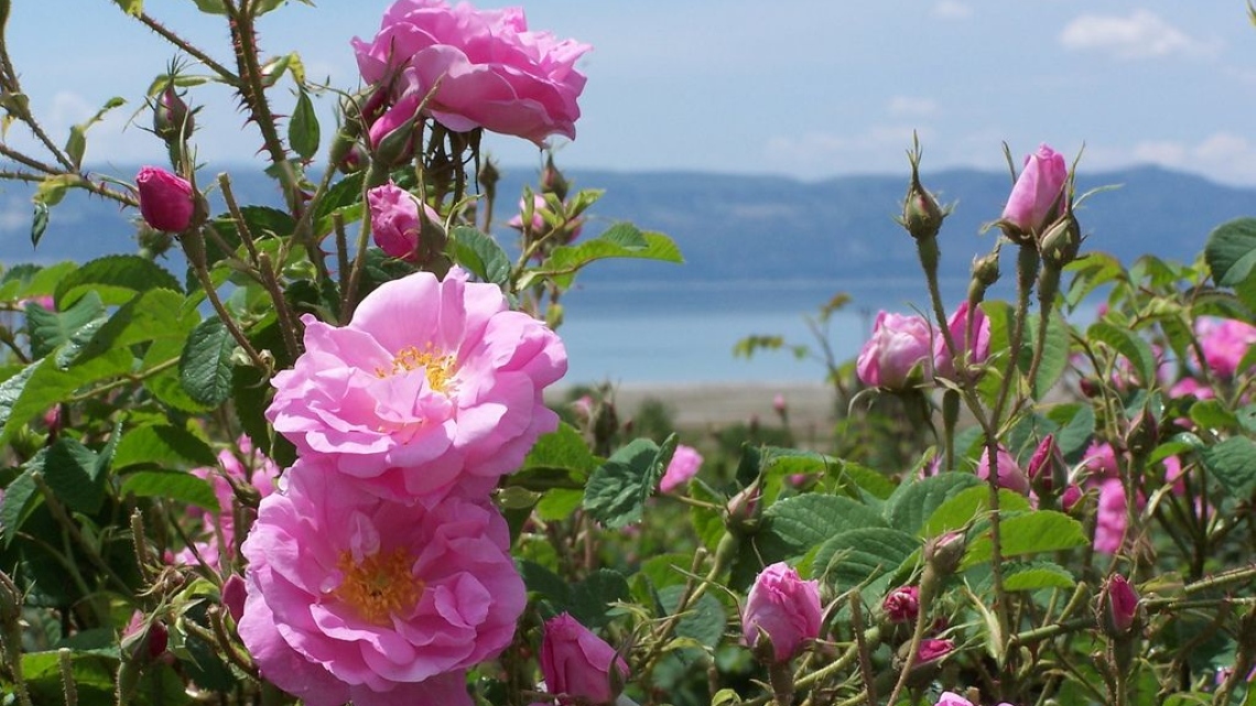 Другая Турция: озерный край, вино и розы + отдых на море!