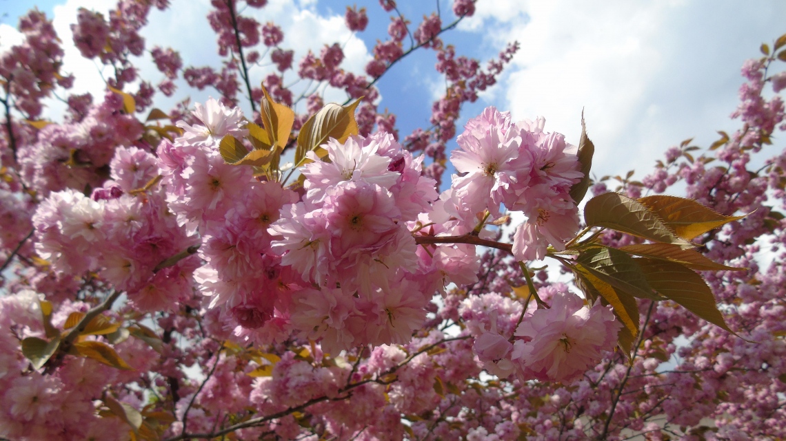Квітуче Закарпаття – цвітіння сакури (2дні)