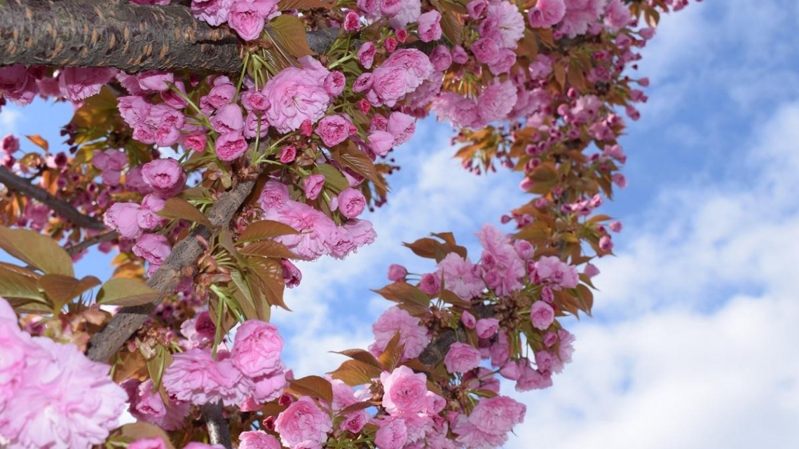 Квітуче Закарпаття – цвітіння сакури (2дні)