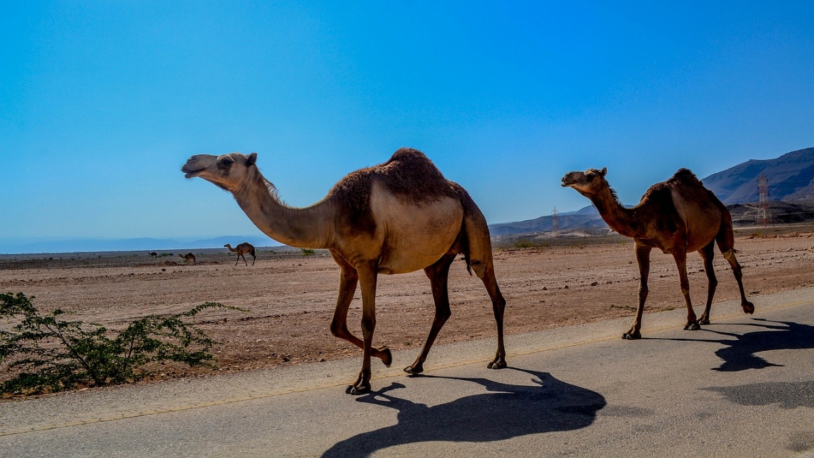 Эксклюзивный тур в Оман