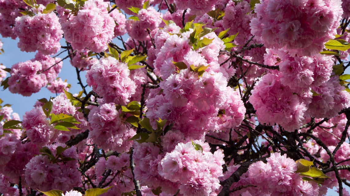 Квітуче Закарпаття – цвітіння сакури (4 дні)