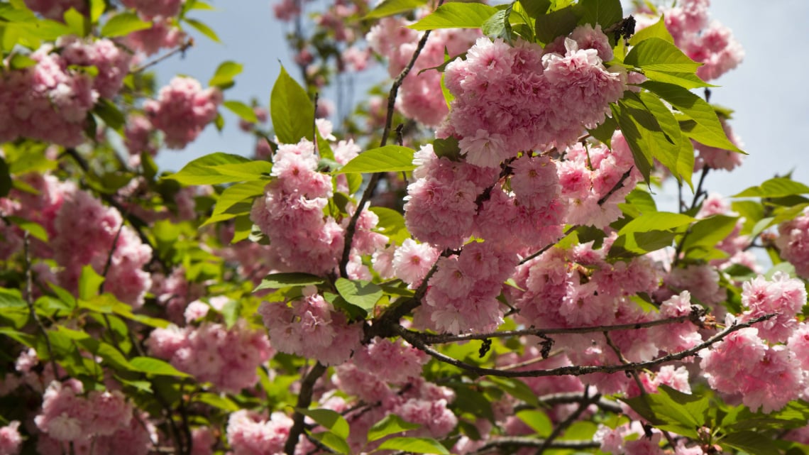 Квітуче Закарпаття – цвітіння сакури (4 дні)