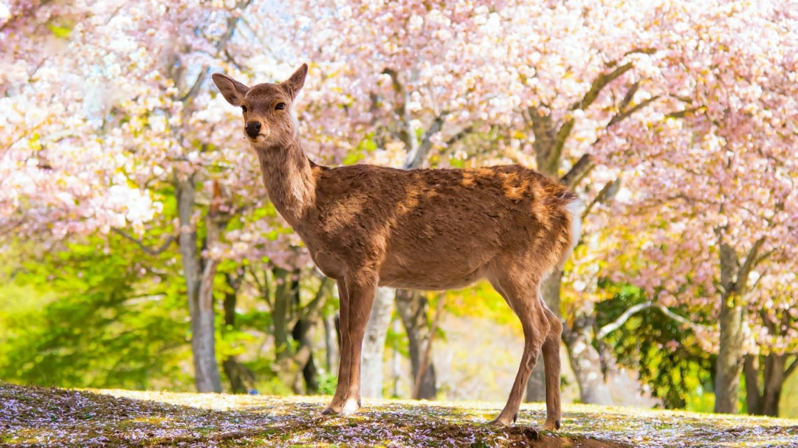 Гарантований тур. Оглядовий тур Японією