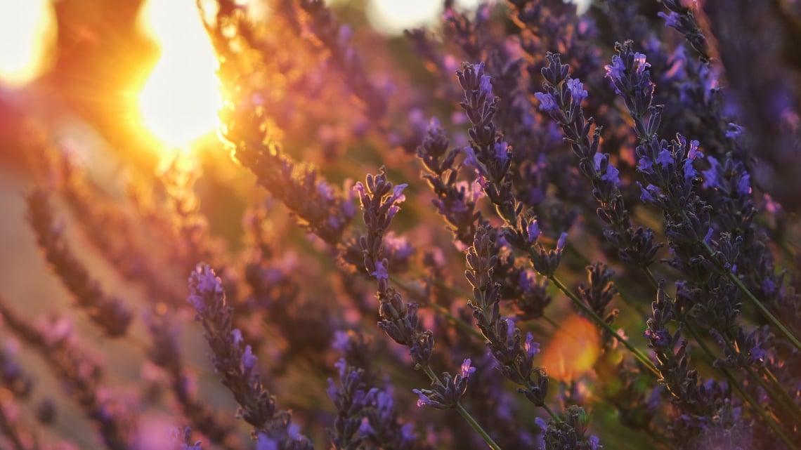 Під сонцем Франції: від Провансу до Парижа. Авіатур