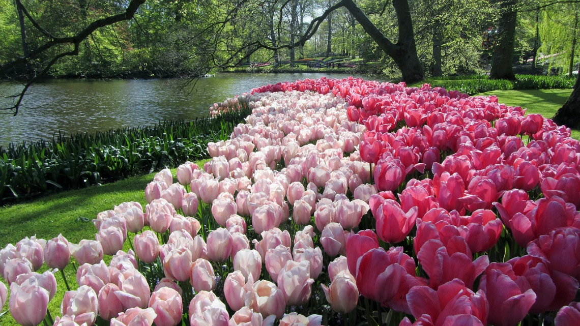 Квітковий дует: Бельгія + Нідерланди. Авіатур