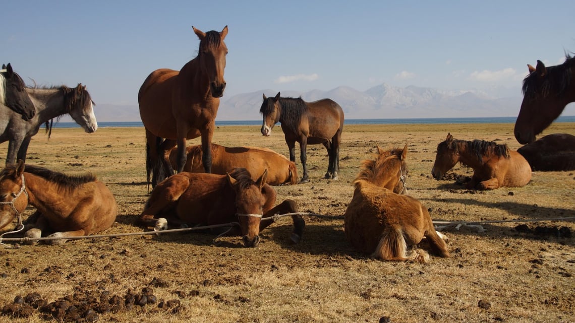 Terra Азія: Казахстан + Киргизстан