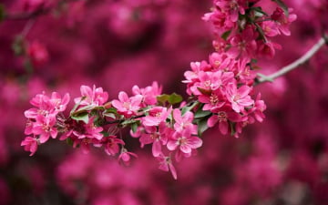 Квітуче Закарпаття – цвітіння сакури (3 дні)