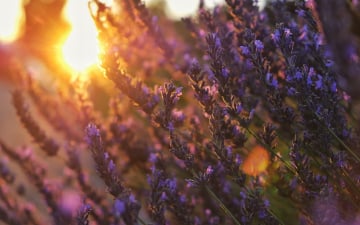 Гарантований тур. Лавандовий Прованс. Авіатур