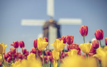 Весна в Амстердамі - відкрито раннє бронювання на 2026 рік